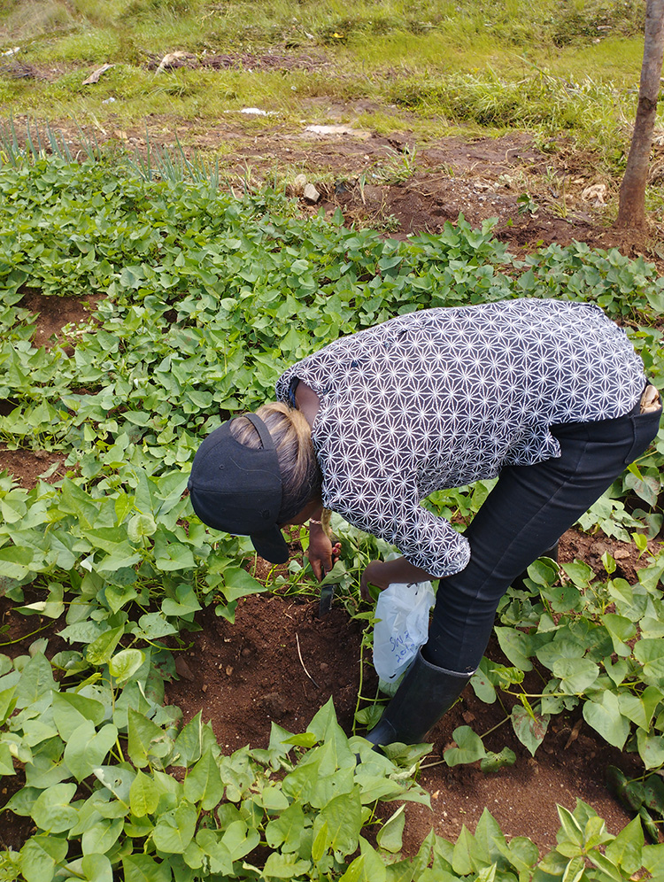 National survey of plant-parasitic nematode prevalence in Kenya. Credit Danny Coyne.