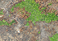 Aerial view of burnt vegetation in Hong Kong