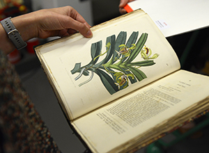 Page of a Vanda orchid illustration in a book