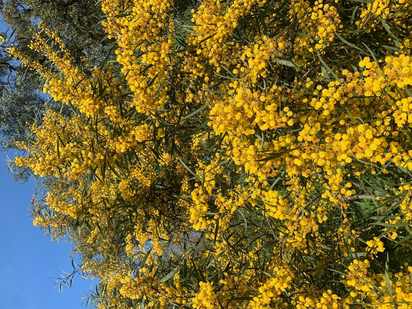 Acacia. 