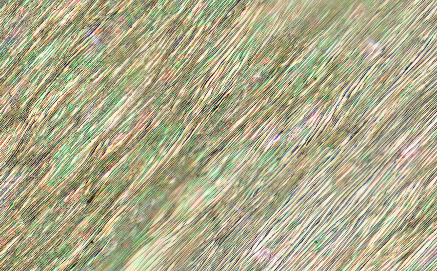High res image of the adaxial petal surface of a Hibiscus trionium petal