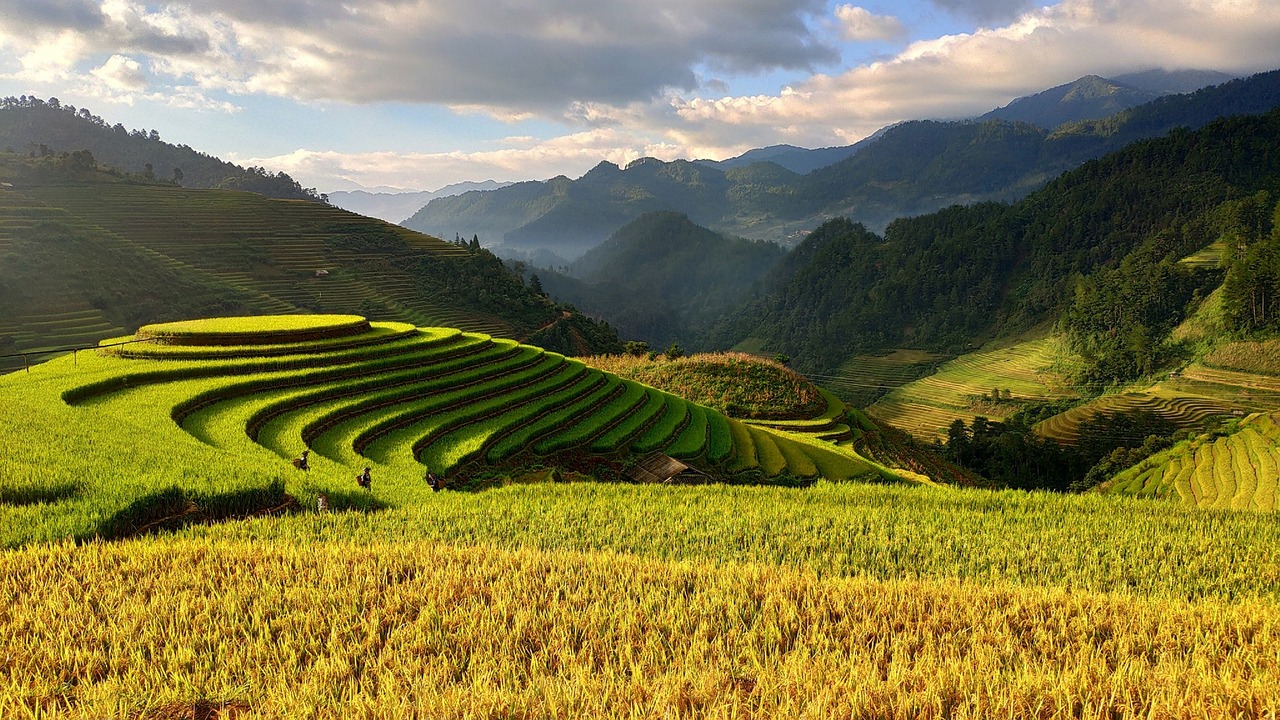 Rice field 