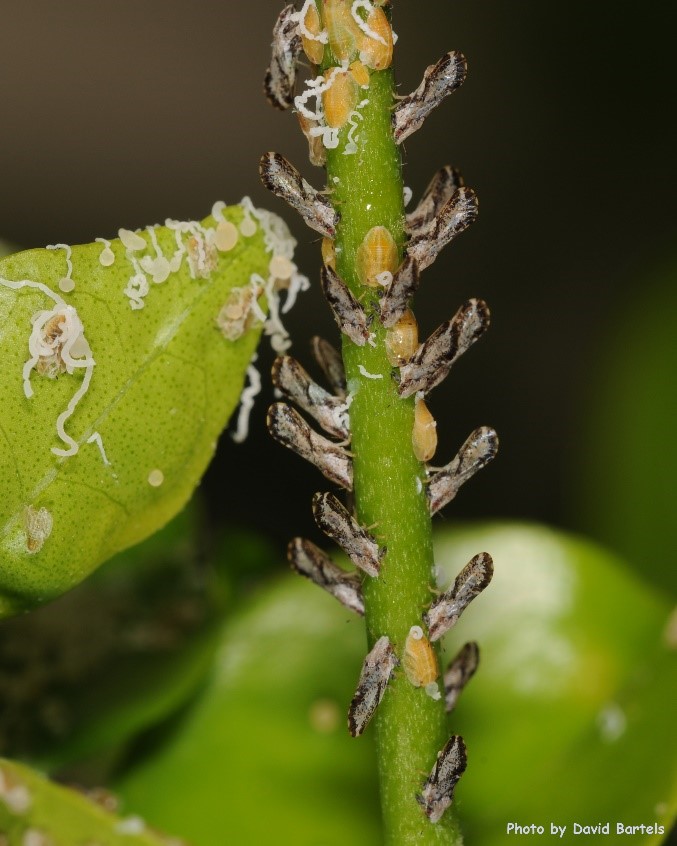 Aphids on citrus branch