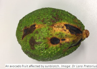 Avocado fruit showing symptoms of AVSBDv