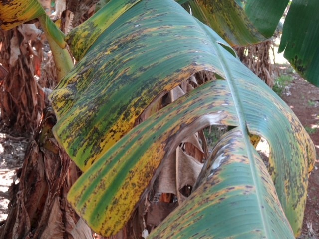 Banana leaf showing symptoms of banana bunchy top disease (BBTV)