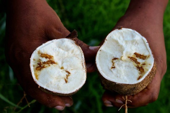 Cassava brown streak virus symptoms in cassava tubers. 