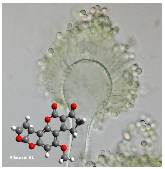 conidiophore of Aspergillus flavus