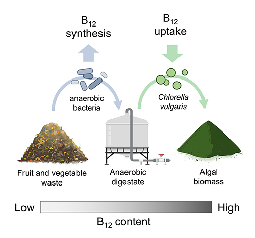 Digestate process to produce vitamin B12