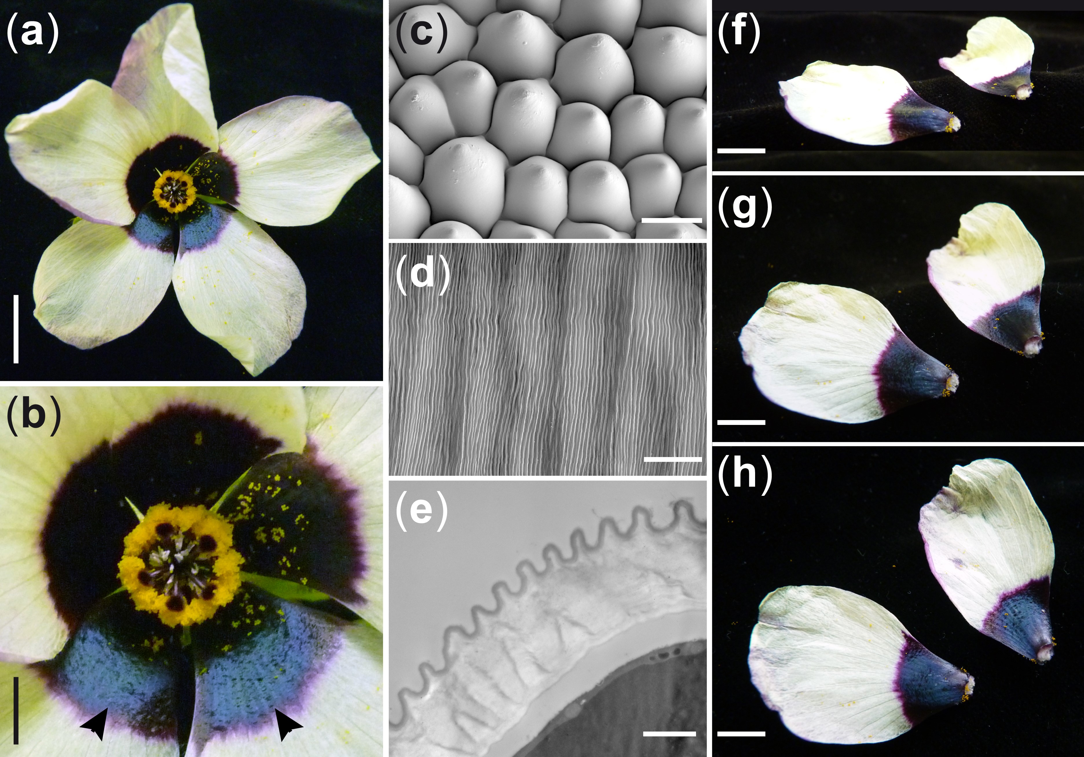 Figure showing both conical petal epidermal cells and iridescence-producing nanoscale ridges on the flower of Hibiscus trionum. 