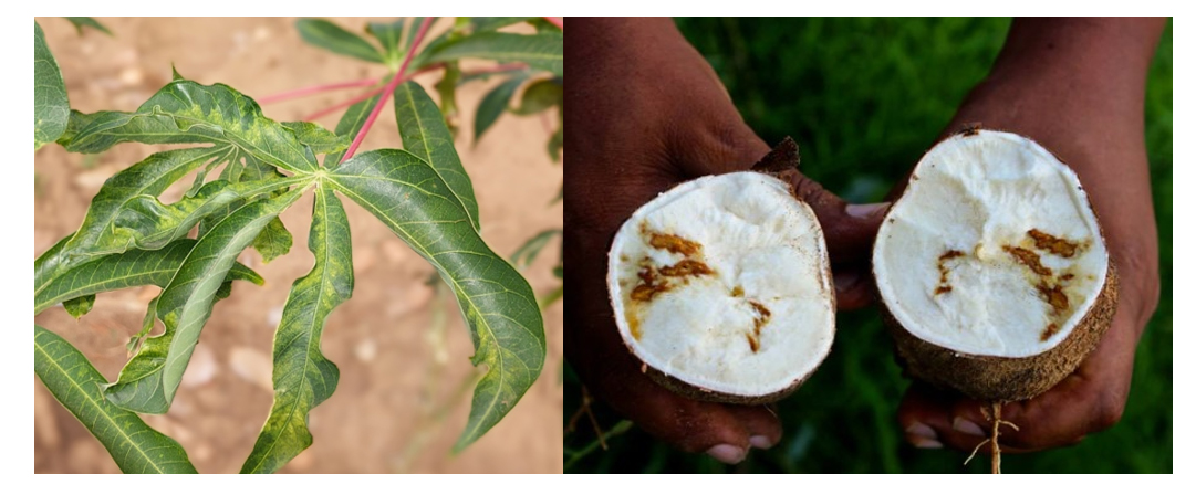 Cassava brown streak disease in leaves and tubers 