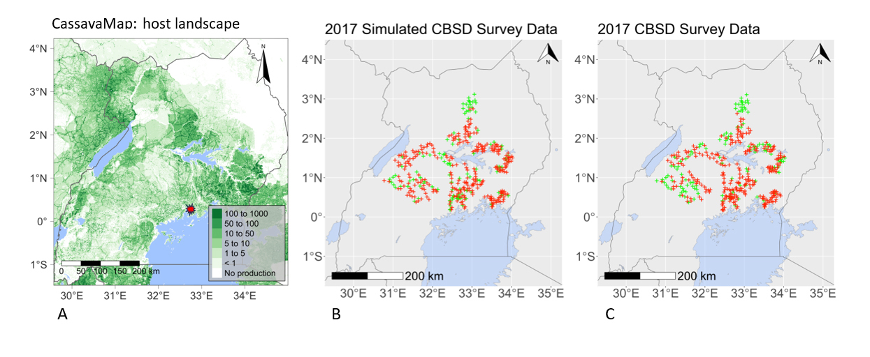 cassava data