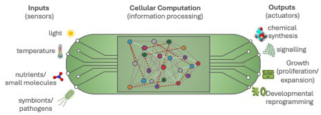 Graphical representation of a biological cell, showing responses to signals from the environment