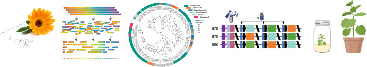 Schematic representing the discovery of genes from wild flowers and their construction into synthetic genetic circuits