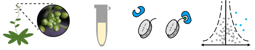 a diagram of plant, a test tube, two cells and a dot graph