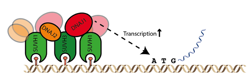 Diagram of transcription 
