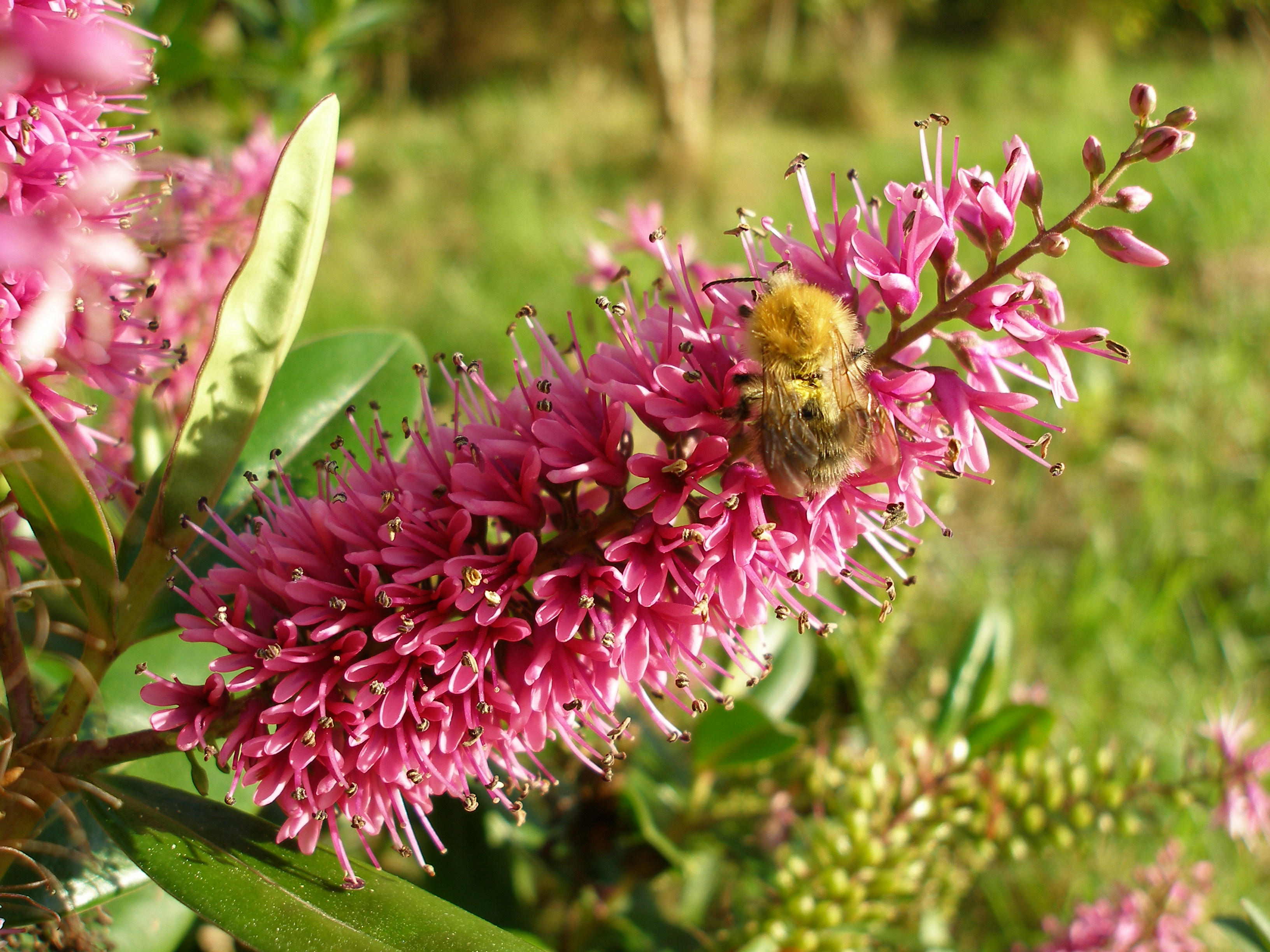 Common carder bee foraging on a Hebe inflorescence