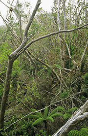Hurricane-damaged canopy showing refoliating tree ferns