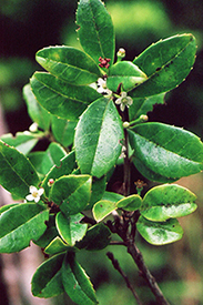 Ilex obcordata var. vaccinioides