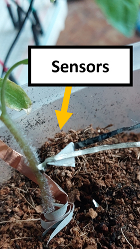 Xylem ph sensors in tomato