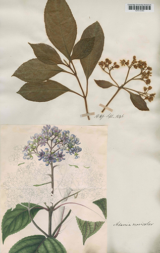 Adamia versicolor type specimen
