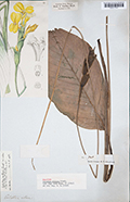 Calathea villosa type specimen