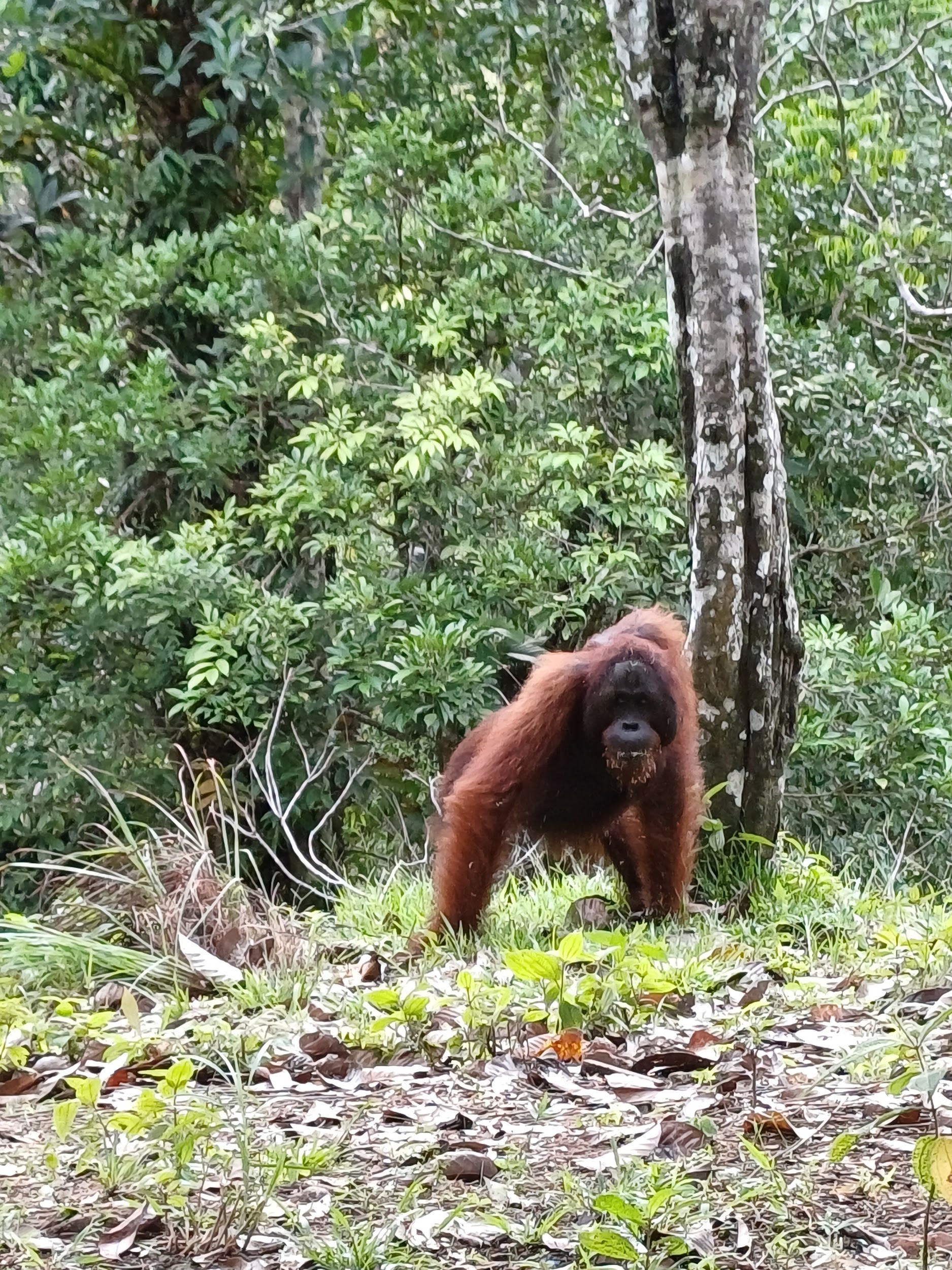 Large male orangutan spotted within the Field Centre. He had just climbed down after a messy snack session and gave us an intimidating stare. Credit: Sudina Thapa.