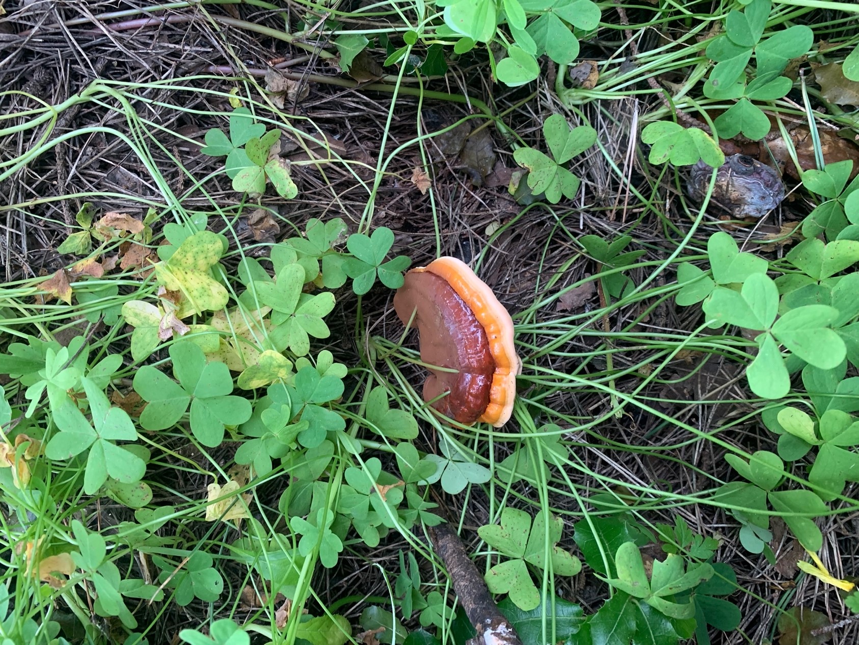 Mushroom with Oxalis plants growing through it. 
