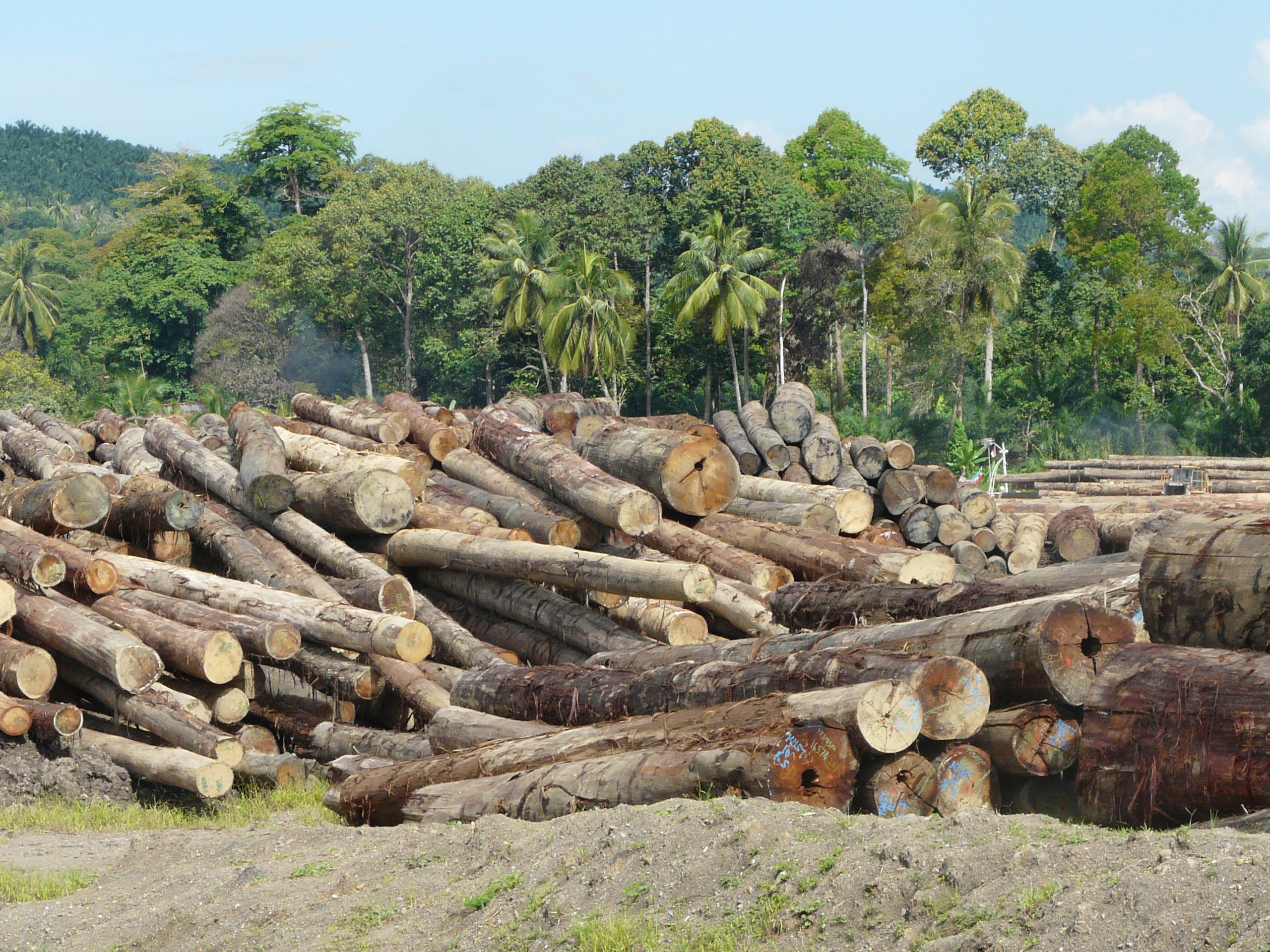 Tropical forest logging concessions 