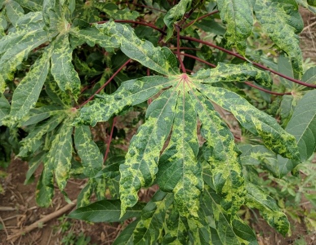 Viral transmission of Cassava mosaic disease by B. tabaci whitefly on a leaf