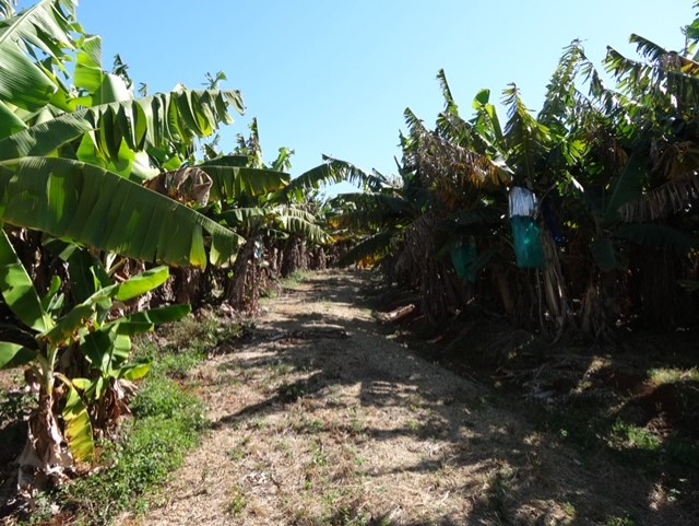 Banana plantation. 