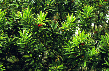 Podocarpus urbanii