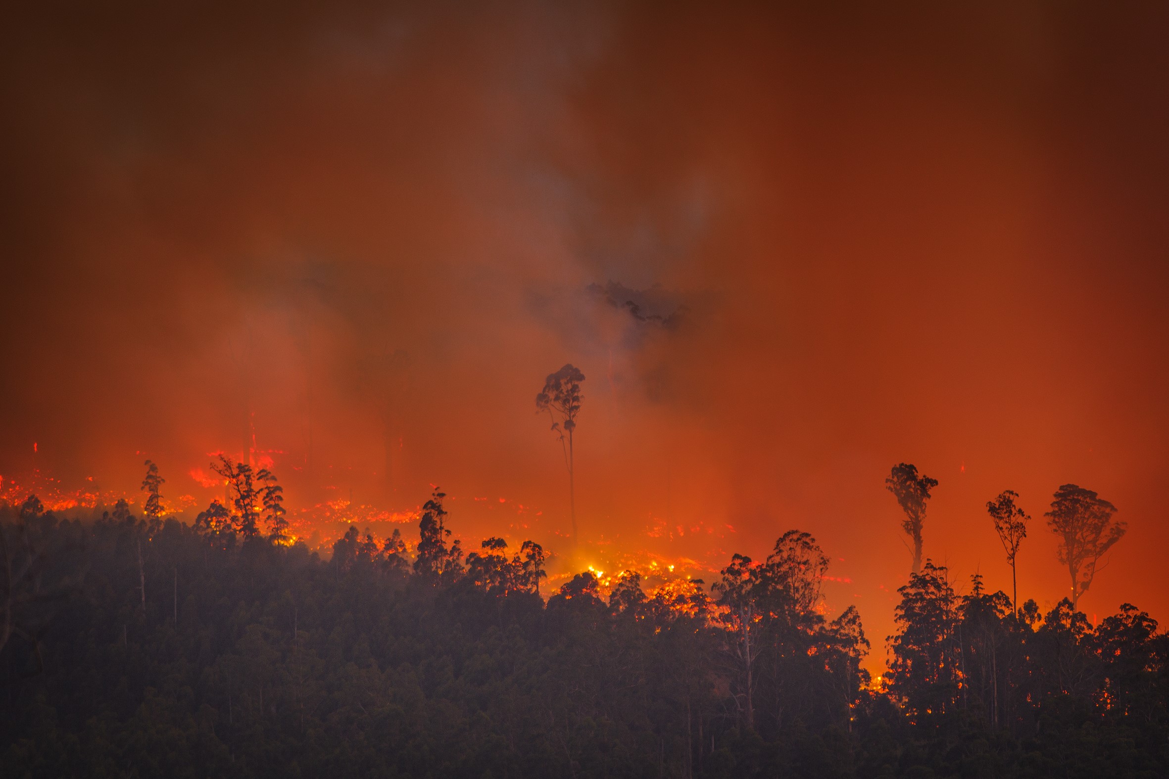 Forest fire (credit David Lindenmayer)