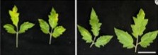 Tomato leaves infected with potato virus X. The leaves on the left have stronger virus symptoms and contain more virus than the gene edited leaves on the right hand side