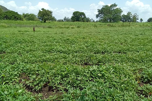 Sweet potato field in Uganda