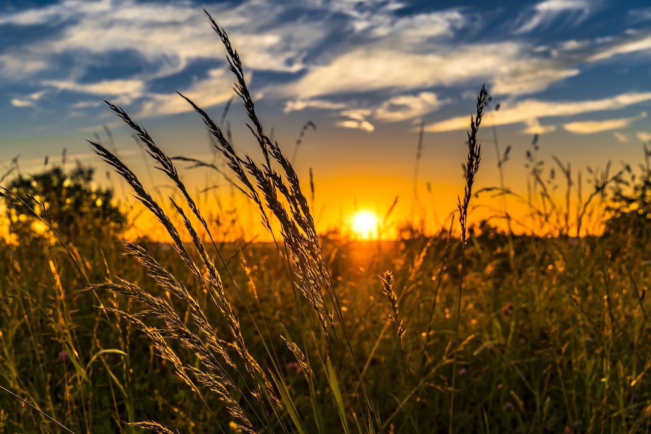 Wheat at sunset. 