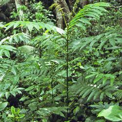 Light-demanding West Indian Sumac (Brunellia comocladifolia (Brunelliaceaea)) seedling under the hurricane-damaged canopy