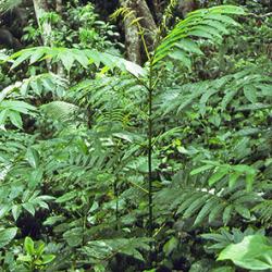 Light-demanding West Indian Sumac (Brunellia comocladifolia (Brunelliaceaea)) seedling under the hurricane-damaged canopy