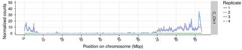Bioinformatic analysis of tomato hybrids showing that most gene expression is in the chromosome arms rather than in the pericentromeric zone