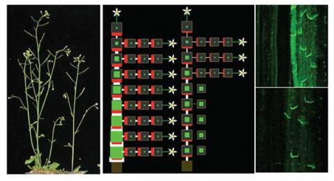  Computational model of branch production for plants with low (left) or high (right) levels of the hormone strigolactone. Green indicates auxin levels,