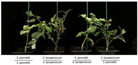 Two tomato species grafted together