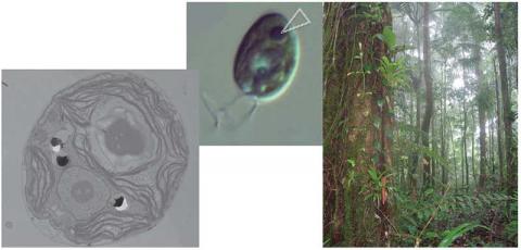  TEM and confocal image of Chlamydomonas  reinhardtii with prominent pyrenoid in centre of chloroplast; upper montane rainforest with epiphytes in Trinidad.