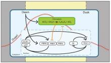 A molecular pathway by which sugars set the circadian oscillator to a metabolic dawn (Haydon et al., 2013 Nature 502, 689–692)