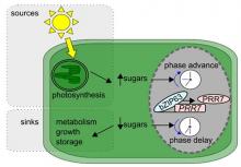 Dynamical plasticity of the circadian clock in response to changes in the sugar status of the plant. Reproduce from Frank et al., 2018 Current Biology 28, 2597-2609