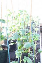 transgenic potato plants