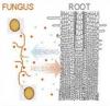 Plant-Fungal rhizosphere dialogue