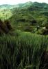 Rice terraces