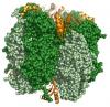 Rubisco molecular structure