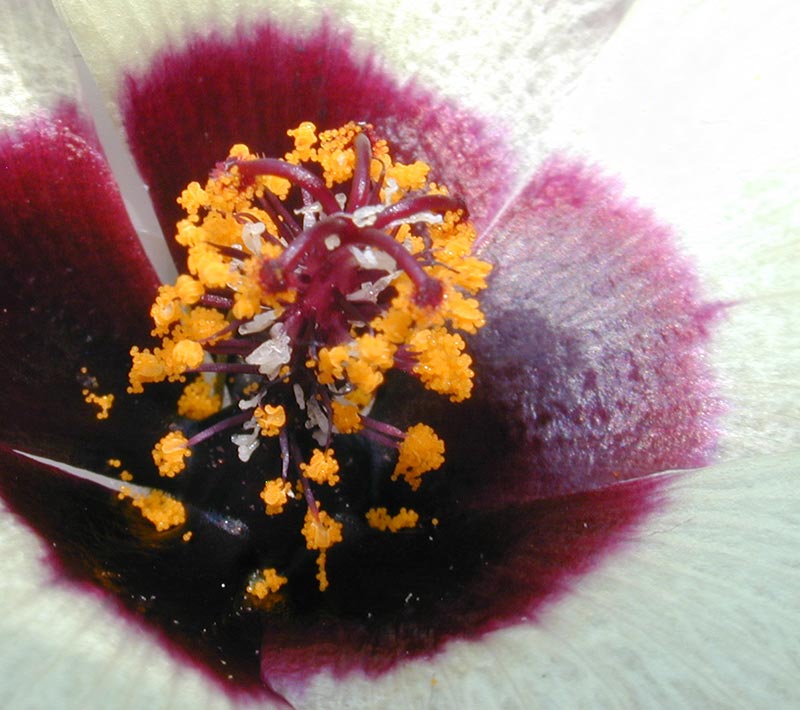Airoldi 1