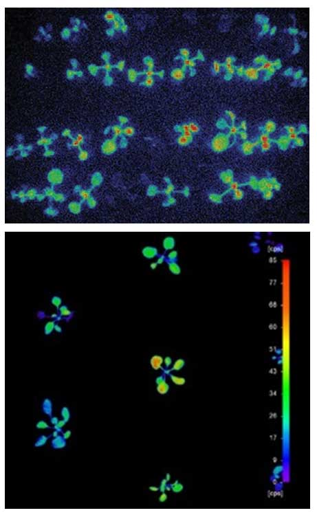 chlorophyll Pseudocolour photon counting image of chlorophyll fluorescence used as a marker for circadian rhythms in Arabidopsis seedlings; Pseudocolour image of firefly luciferase luminescence under the control of a circadian clock gene promoter in transgenic Arabid