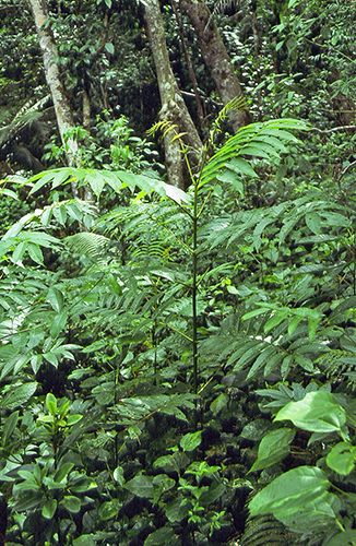 Light-demanding West Indian Sumac (Brunellia comocladifolia (Brunelliaceaea)) seedling under the hurricane-damaged canopy Light-demanding West Indian Sumac (Brunellia comocladifolia (Brunelliaceaea)) seedling under the hurricane-damaged canopy